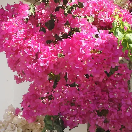 Stergia *